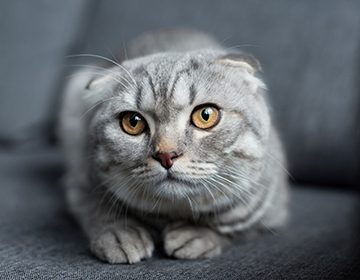 Скоттиш-фолд (шотландская вислоухая кошка): питомец с фермерским прошлым и повадками «царя квартиры»