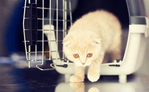 Кремовый котёнок выходит из переноски