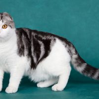 Шотландская кошка на зелёном фоне
