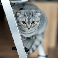 Хмурый шотландский кот