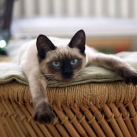 Сиамская кошка потягивается на диване