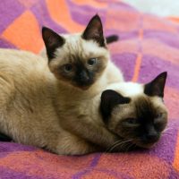 Сиамские кошки на кровати