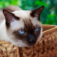 Сиамский кот сидит в плетеной корзине