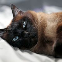 Сиамской кот темного окраса