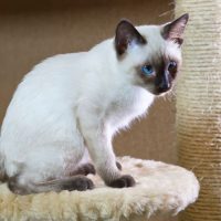 Сиамский котенок сидит на подставке