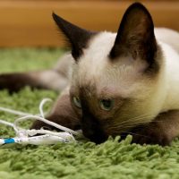 Сиамская кошка играется на ковре