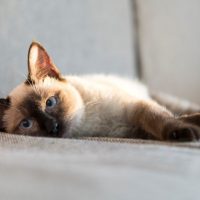 Красивый кот сиамской породы