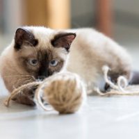 Симпатичный сиамский кот играется клубком