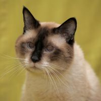 Портрет красивого сиамского кота