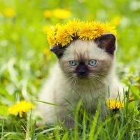 Маленький сиамский котенок с венком на голове