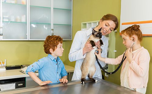 Сиамский кот у ветеринара