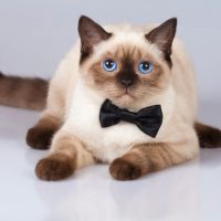 Сиамский кот с бабочкой на шее