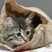 Котёнок залез в бумажный пакет