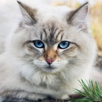 Голубоглазый кот в осеннем лесу