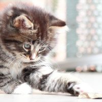 Играющий сибирский котёнок