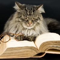 Кот заснул над книгой