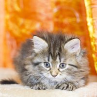 Котёнок на оранжевом фоне