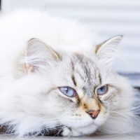 Кот невского маскарадного окраса