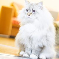 Белый кот окраса колор-пойнт