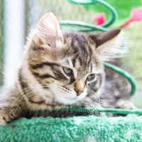 Котёнок на когтеточке