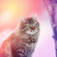 Кот в розовых лучах заката