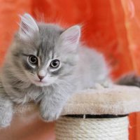 Голубой сибирский котёнок