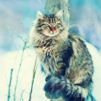 Сибирский кот на зимней прогулке