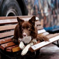Бордер колли коричневого окраса