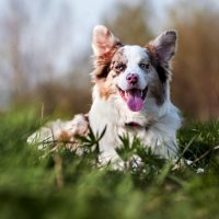 Коричневая шотландская овчарка