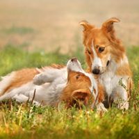 Две играющиеся шотландские овчарки