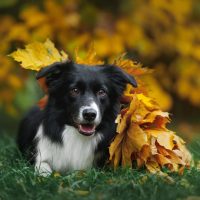 Черная колли под желтыми листьями