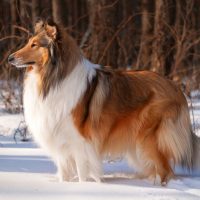 Очень красивая шотландская овчарка