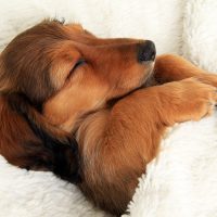 Щенок спит под одеялом