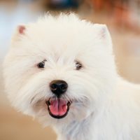 Улыбка милого пса