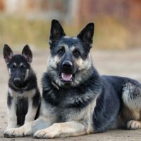 Взрослый и молодой пес породы восточно-европейская овчарка