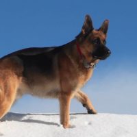 Восточно-европейская овчарка гуляет на снегу