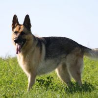 Красивая овчарка в стойке