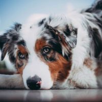 Милейший пес лежит с грустным видом