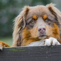 Австралийская овчарка коричневого цвета крупным планом