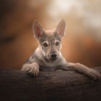 Щенок чехословацкой волчьей собаки