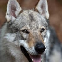 Чехословацкий влчак крупным планом