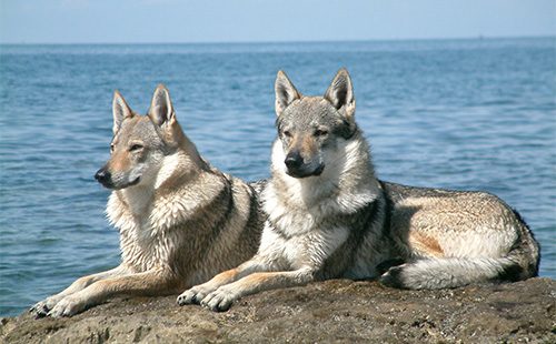 Чехословацкие влчаки на берегу моря