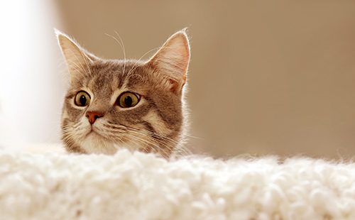 Кот выглядывает из-за дивана