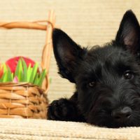 Пёсик у корзины яблок