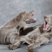 Два ценка играют
