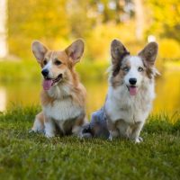 Два взрослых вельш корга