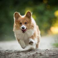 Красивый вельш корг бежит по улице