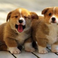 Милые щенки вельш корга