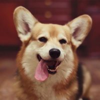 Вельш корг крупным планом
