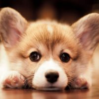 Вельш корг крупным планом